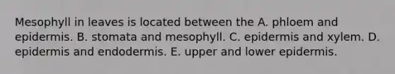 Mesophyll in leaves is located between the A. phloem and epidermis. B. stomata and mesophyll. C. epidermis and xylem. D. epidermis and endodermis. E. upper and lower epidermis.