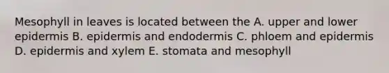 Mesophyll in leaves is located between the A. upper and lower epidermis B. epidermis and endodermis C. phloem and epidermis D. epidermis and xylem E. stomata and mesophyll