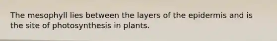 The mesophyll lies between the layers of <a href='https://www.questionai.com/knowledge/kBFgQMpq6s-the-epidermis' class='anchor-knowledge'>the epidermis</a> and is the site of photosynthesis in plants.