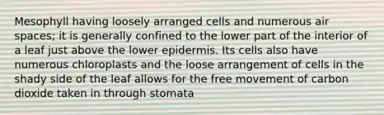 Mesophyll having loosely arranged cells and numerous air spaces; it is generally confined to the lower part of the interior of a leaf just above the lower epidermis. Its cells also have numerous chloroplasts and the loose arrangement of cells in the shady side of the leaf allows for the free movement of carbon dioxide taken in through stomata