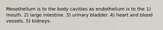 Mesothelium is to the body cavities as endothelium is to the 1) mouth. 2) large intestine. 3) urinary bladder. 4) heart and blood vessels. 5) kidneys.