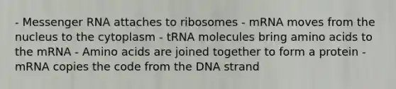 - Messenger RNA attaches to ribosomes - mRNA moves from the nucleus to the cytoplasm - tRNA molecules bring amino acids to the mRNA - Amino acids are joined together to form a protein - mRNA copies the code from the DNA strand