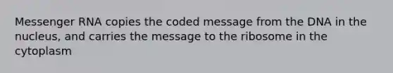 Messenger RNA copies the coded message from the DNA in the nucleus, and carries the message to the ribosome in the cytoplasm