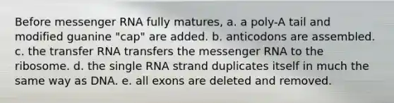 Before <a href='https://www.questionai.com/knowledge/kDttgcz0ig-messenger-rna' class='anchor-knowledge'>messenger rna</a> fully matures, a. a poly-A tail and modified guanine "cap" are added. b. anticodons are assembled. c. the <a href='https://www.questionai.com/knowledge/kYREgpZMtc-transfer-rna' class='anchor-knowledge'>transfer rna</a> transfers the messenger RNA to the ribosome. d. the single RNA strand duplicates itself in much the same way as DNA. e. all exons are deleted and removed.