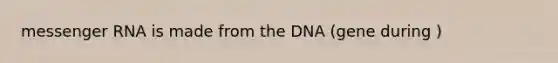 messenger RNA is made from the DNA (gene during )