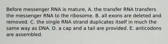 Before messenger RNA is mature, A. the transfer RNA transfers the messenger RNA to the ribosome. B. all exons are deleted and removed. C. the single RNA strand duplicates itself in much the same way as DNA. D. a cap and a tail are provided. E. anticodons are assembled.