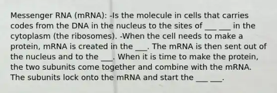 Messenger RNA (mRNA): -Is the molecule in cells that carries codes from the DNA in the nucleus to the sites of ___ ___ in the cytoplasm (the ribosomes). -When the cell needs to make a protein, mRNA is created in the ___. The mRNA is then sent out of the nucleus and to the ___. When it is time to make the protein, the two subunits come together and combine with the mRNA. The subunits lock onto the mRNA and start the ___ ___.