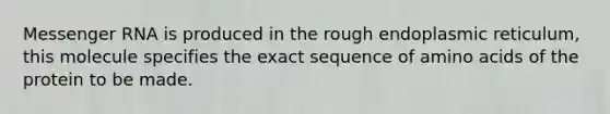 Messenger RNA is produced in the rough endoplasmic reticulum, this molecule specifies the exact sequence of amino acids of the protein to be made.