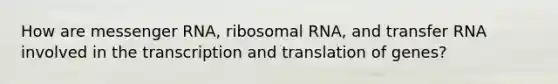 How are messenger RNA, ribosomal RNA, and transfer RNA involved in the transcription and translation of genes?