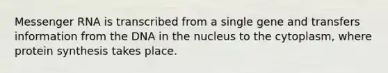 Messenger RNA is transcribed from a single gene and transfers information from the DNA in the nucleus to the cytoplasm, where protein synthesis takes place.