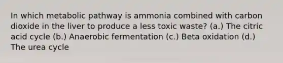 In which metabolic pathway is ammonia combined with carbon dioxide in the liver to produce a less toxic waste? (a.) The citric acid cycle (b.) Anaerobic fermentation (c.) Beta oxidation (d.) The urea cycle