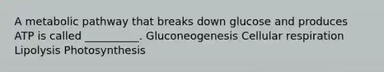 A metabolic pathway that breaks down glucose and produces ATP is called __________. Gluconeogenesis <a href='https://www.questionai.com/knowledge/k1IqNYBAJw-cellular-respiration' class='anchor-knowledge'>cellular respiration</a> Lipolysis Photosynthesis