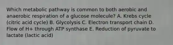 Which metabolic pathway is common to both aerobic and anaerobic respiration of a glucose molecule? A. Krebs cycle (citric acid cycle) B. Glycolysis C. Electron transport chain D. Flow of H+ through ATP synthase E. Reduction of pyruvate to lactate (lactic acid)