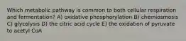 Which metabolic pathway is common to both cellular respiration and fermentation? A) oxidative phosphorylation B) chemiosmosis C) glycolysis D) the citric acid cycle E) the oxidation of pyruvate to acetyl CoA