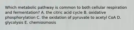 Which metabolic pathway is common to both <a href='https://www.questionai.com/knowledge/k1IqNYBAJw-cellular-respiration' class='anchor-knowledge'>cellular respiration</a> and fermentation? A. the citric acid cycle B. <a href='https://www.questionai.com/knowledge/kFazUb9IwO-oxidative-phosphorylation' class='anchor-knowledge'>oxidative phosphorylation</a> C. the oxidation of pyruvate to acetyl CoA D. glycolysis E. chemiosmosis