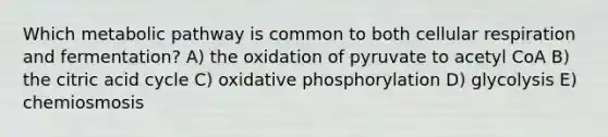 Which metabolic pathway is common to both <a href='https://www.questionai.com/knowledge/k1IqNYBAJw-cellular-respiration' class='anchor-knowledge'>cellular respiration</a> and fermentation? A) the oxidation of pyruvate to acetyl CoA B) the citric acid cycle C) <a href='https://www.questionai.com/knowledge/kFazUb9IwO-oxidative-phosphorylation' class='anchor-knowledge'>oxidative phosphorylation</a> D) glycolysis E) chemiosmosis