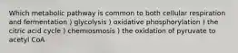 Which metabolic pathway is common to both cellular respiration and fermentation ) glycolysis ) oxidative phosphorylation ) the citric acid cycle ) chemiosmosis ) the oxidation of pyruvate to acetyl CoA