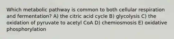 Which metabolic pathway is common to both <a href='https://www.questionai.com/knowledge/k1IqNYBAJw-cellular-respiration' class='anchor-knowledge'>cellular respiration</a> and fermentation? A) the citric acid cycle B) glycolysis C) the oxidation of pyruvate to acetyl CoA D) chemiosmosis E) <a href='https://www.questionai.com/knowledge/kFazUb9IwO-oxidative-phosphorylation' class='anchor-knowledge'>oxidative phosphorylation</a>