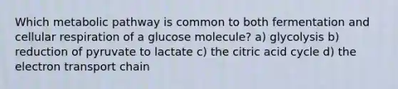 Which metabolic pathway is common to both fermentation and cellular respiration of a glucose molecule? a) glycolysis b) reduction of pyruvate to lactate c) the citric acid cycle d) the electron transport chain