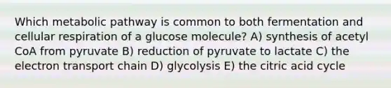 Which metabolic pathway is common to both fermentation and cellular respiration of a glucose molecule? A) synthesis of acetyl CoA from pyruvate B) reduction of pyruvate to lactate C) the electron transport chain D) glycolysis E) the citric acid cycle