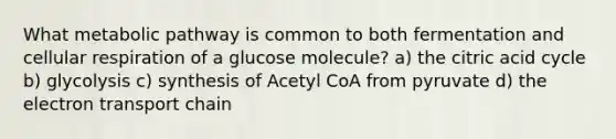 What metabolic pathway is common to both fermentation and cellular respiration of a glucose molecule? a) the citric acid cycle b) glycolysis c) synthesis of Acetyl CoA from pyruvate d) the electron transport chain