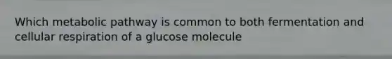 Which metabolic pathway is common to both fermentation and <a href='https://www.questionai.com/knowledge/k1IqNYBAJw-cellular-respiration' class='anchor-knowledge'>cellular respiration</a> of a glucose molecule