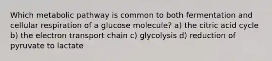 Which metabolic pathway is common to both fermentation and <a href='https://www.questionai.com/knowledge/k1IqNYBAJw-cellular-respiration' class='anchor-knowledge'>cellular respiration</a> of a glucose molecule? a) the citric acid cycle b) <a href='https://www.questionai.com/knowledge/k57oGBr0HP-the-electron-transport-chain' class='anchor-knowledge'>the electron transport chain</a> c) glycolysis d) reduction of pyruvate to lactate