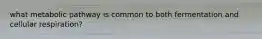 what metabolic pathway is common to both fermentation and cellular respiration?