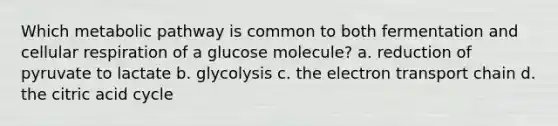 Which metabolic pathway is common to both fermentation and cellular respiration of a glucose molecule? a. reduction of pyruvate to lactate b. glycolysis c. the electron transport chain d. the citric acid cycle