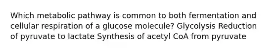 Which metabolic pathway is common to both fermentation and cellular respiration of a glucose molecule? Glycolysis Reduction of pyruvate to lactate Synthesis of acetyl CoA from pyruvate