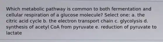 Which metabolic pathway is common to both fermentation and <a href='https://www.questionai.com/knowledge/k1IqNYBAJw-cellular-respiration' class='anchor-knowledge'>cellular respiration</a> of a glucose molecule? Select one: a. the citric acid cycle b. <a href='https://www.questionai.com/knowledge/k57oGBr0HP-the-electron-transport-chain' class='anchor-knowledge'>the electron transport chain</a> c. glycolysis d. synthesis of acetyl CoA from pyruvate e. reduction of pyruvate to lactate