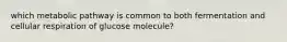 which metabolic pathway is common to both fermentation and cellular respiration of glucose molecule?