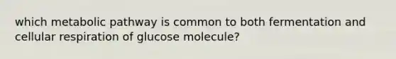 which metabolic pathway is common to both fermentation and cellular respiration of glucose molecule?