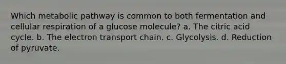 Which metabolic pathway is common to both fermentation and <a href='https://www.questionai.com/knowledge/k1IqNYBAJw-cellular-respiration' class='anchor-knowledge'>cellular respiration</a> of a glucose molecule? a. The citric acid cycle. b. <a href='https://www.questionai.com/knowledge/k57oGBr0HP-the-electron-transport-chain' class='anchor-knowledge'>the electron transport chain</a>. c. Glycolysis. d. Reduction of pyruvate.