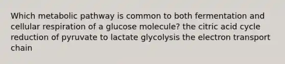 Which metabolic pathway is common to both fermentation and cellular respiration of a glucose molecule? the citric acid cycle reduction of pyruvate to lactate glycolysis the electron transport chain