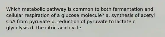 Which metabolic pathway is common to both fermentation and cellular respiration of a glucose molecule? a. synthesis of acetyl CoA from pyruvate b. reduction of pyruvate to lactate c. glycolysis d. the citric acid cycle