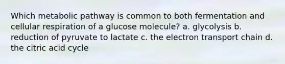 Which metabolic pathway is common to both fermentation and cellular respiration of a glucose molecule? a. glycolysis b. reduction of pyruvate to lactate c. the electron transport chain d. the citric acid cycle