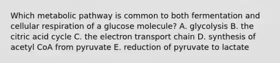 Which metabolic pathway is common to both fermentation and <a href='https://www.questionai.com/knowledge/k1IqNYBAJw-cellular-respiration' class='anchor-knowledge'>cellular respiration</a> of a glucose molecule? A. glycolysis B. the citric acid cycle C. <a href='https://www.questionai.com/knowledge/k57oGBr0HP-the-electron-transport-chain' class='anchor-knowledge'>the electron transport chain</a> D. synthesis of acetyl CoA from pyruvate E. reduction of pyruvate to lactate