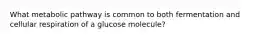 What metabolic pathway is common to both fermentation and cellular respiration of a glucose molecule?