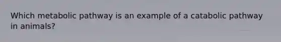 Which metabolic pathway is an example of a catabolic pathway in animals?