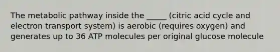 The metabolic pathway inside the _____ (citric acid cycle and electron transport system) is aerobic (requires oxygen) and generates up to 36 ATP molecules per original glucose molecule