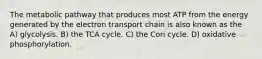 The metabolic pathway that produces most ATP from the energy generated by the electron transport chain is also known as the A) glycolysis. B) the TCA cycle. C) the Cori cycle. D) oxidative phosphorylation.