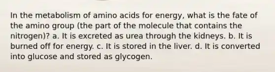 In the metabolism of amino acids for energy, what is the fate of the amino group (the part of the molecule that contains the nitrogen)? a. It is excreted as urea through the kidneys. b. It is burned off for energy. c. It is stored in the liver. d. It is converted into glucose and stored as glycogen.