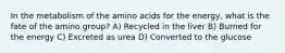 In the metabolism of the amino acids for the energy, what is the fate of the amino group? A) Recycled in the liver B) Burned for the energy C) Excreted as urea D) Converted to the glucose