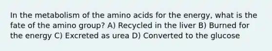 In the metabolism of the amino acids for the energy, what is the fate of the amino group? A) Recycled in the liver B) Burned for the energy C) Excreted as urea D) Converted to the glucose