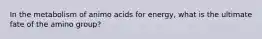 In the metabolism of animo acids for energy, what is the ultimate fate of the amino group?