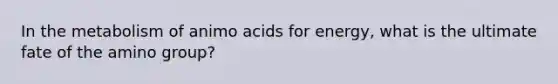 In the metabolism of animo acids for energy, what is the ultimate fate of the amino group?