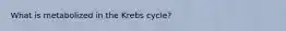 What is metabolized in the Krebs cycle?