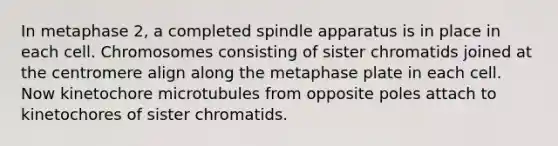 In metaphase 2, a completed spindle apparatus is in place in each cell. Chromosomes consisting of sister chromatids joined at the centromere align along the metaphase plate in each cell. Now kinetochore microtubules from opposite poles attach to kinetochores of sister chromatids.