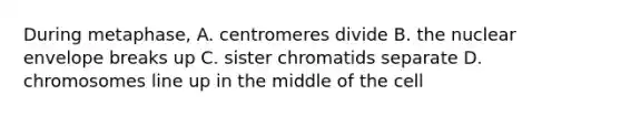 During metaphase, A. centromeres divide B. the nuclear envelope breaks up C. sister chromatids separate D. chromosomes line up in the middle of the cell